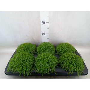 Soleirolia soleirolii   ...green