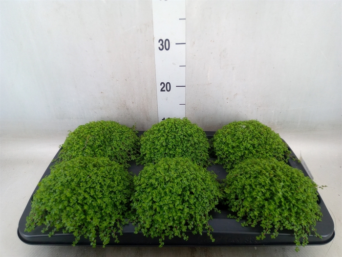 <h4>Soleirolia soleirolii   ...green</h4>