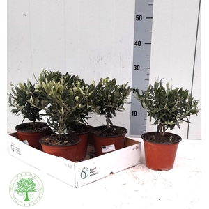 OLEA EUROPAEA