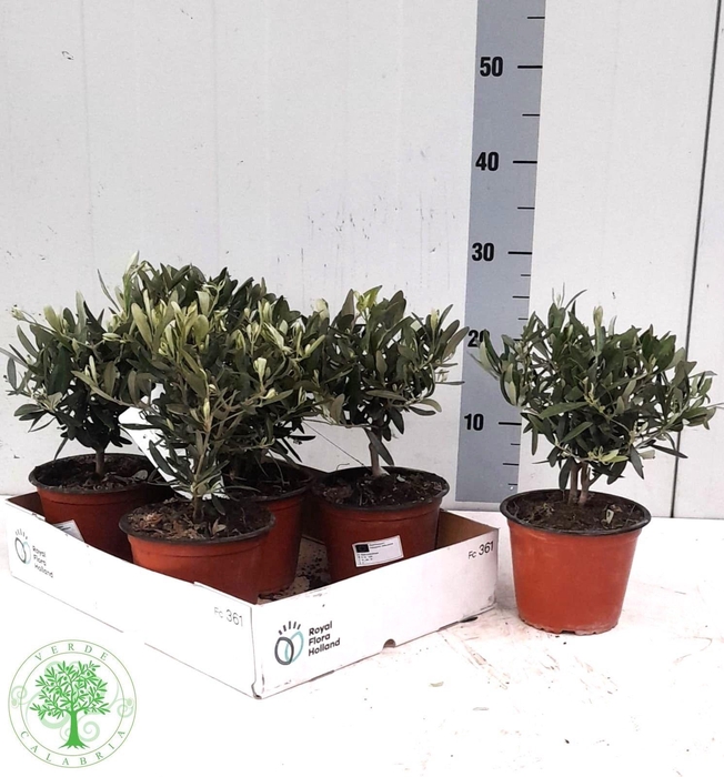 <h4>OLEA EUROPAEA</h4>
