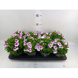 Pelargonium gran.   ..