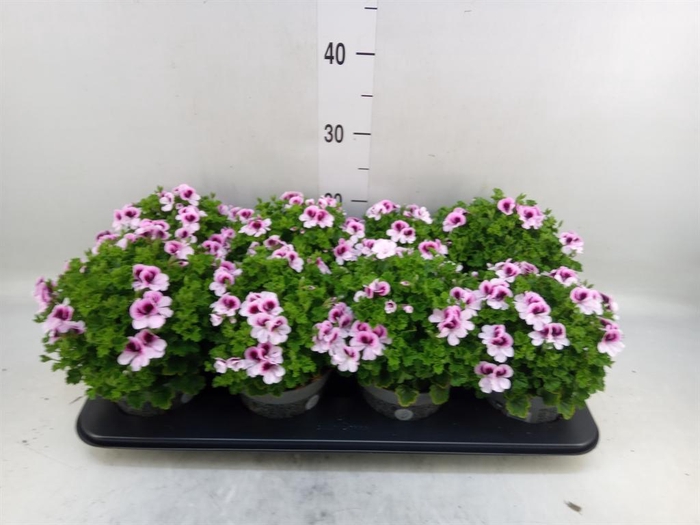 <h4>Pelargonium gran.   ..</h4>
