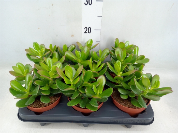 <h4>Crassula  'Magical Tree'</h4>