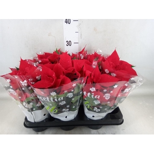 Euphorbia pulc. 'Skystar'