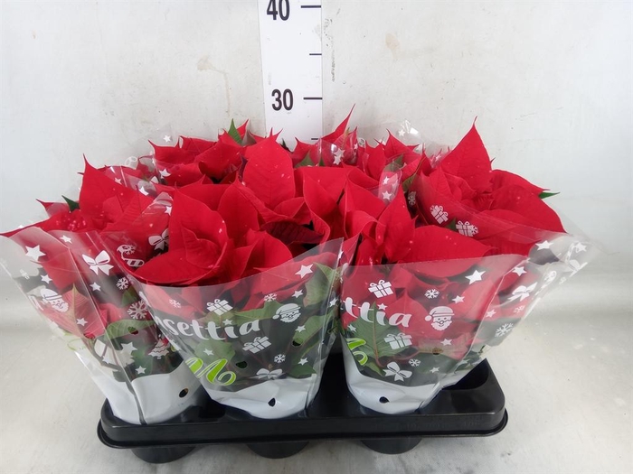 <h4>Euphorbia pulc. 'Skystar'</h4>