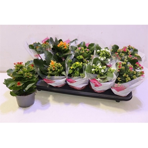 arr8 Kal En Gem 6 Kl