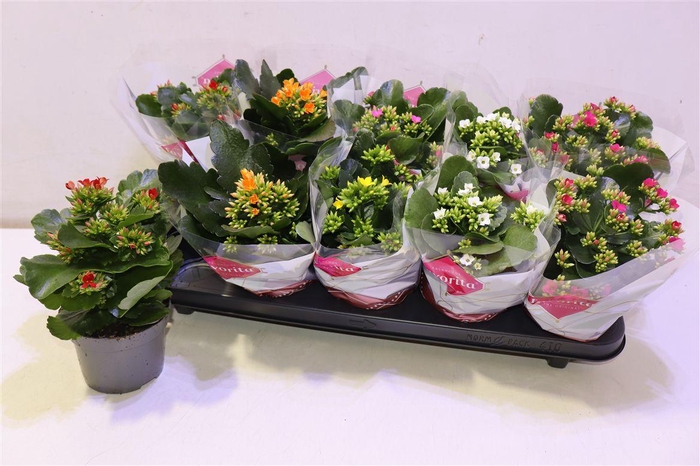 <h4>arr8 Kal En Gem 6 Kl</h4>