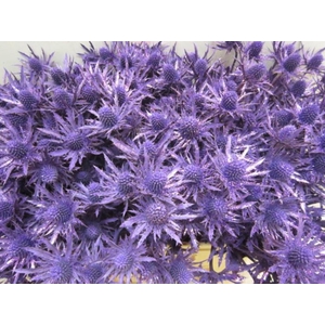 Eryng Orion Paars / Glitte L60