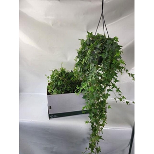 Hedera helix 'Mona Lisa'