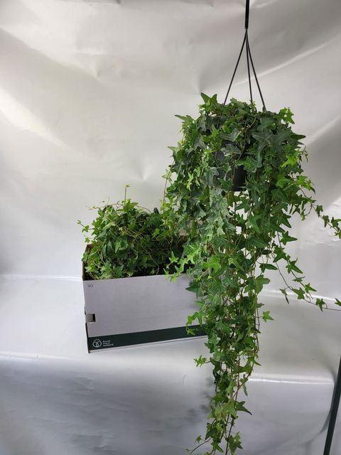 <h4>Hedera helix 'Mona Lisa'</h4>