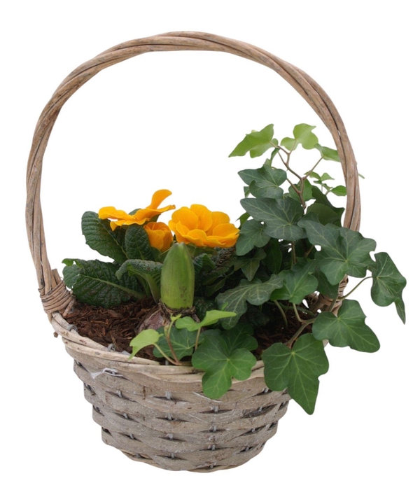 <h4>Primula Hengselmand 1x hedr 1x hys 1x prim 578</h4>