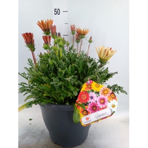 Gazania rig. 'Big Kiss'   ...mix