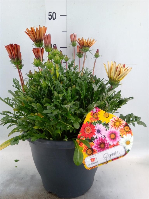 <h4>Gazania rig. 'Big Kiss'   ...mix</h4>