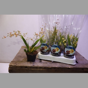 Oncidium Ov