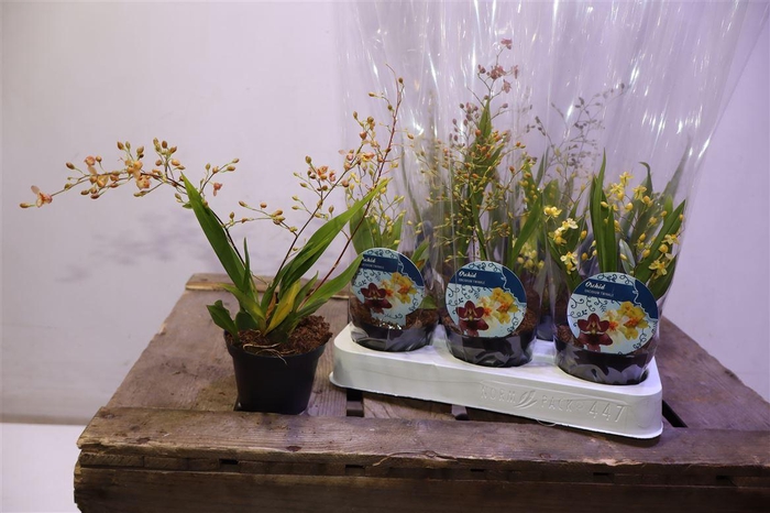 <h4>Oncidium Ov</h4>