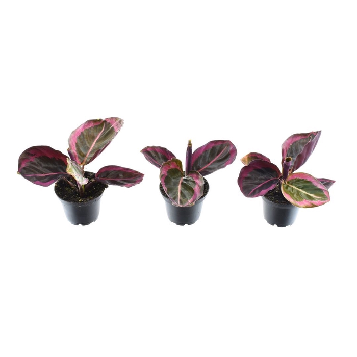 <h4>Calathea</h4>