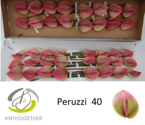 <h4>Anth A Peruzzi 11 cm X40 Spek Flowers</h4>