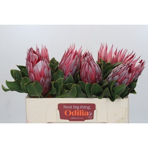 Protea Cyn. Claire