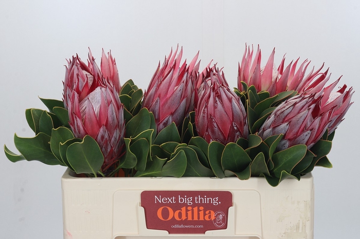 Protea Cyn. Claire