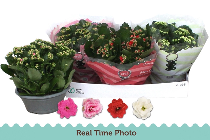 <h4>KAL GE GEM 4 KL</h4>