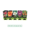 Hemerocallis