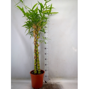 Bambusa ventricosa