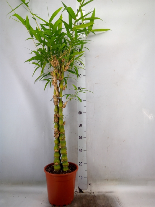 <h4>Bambusa ventricosa</h4>