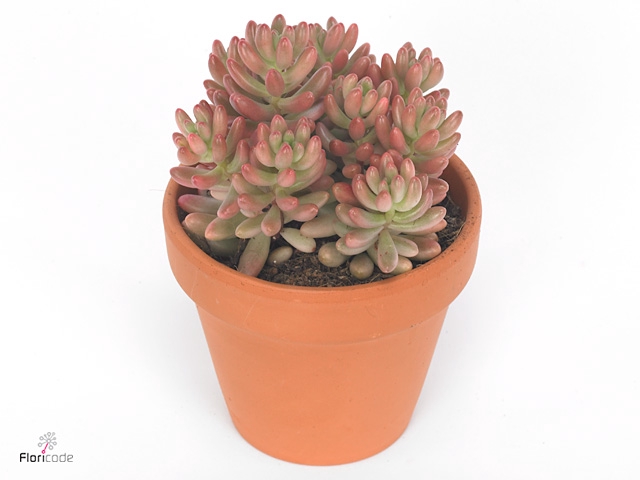 Sedum rubrotinctum 'Aurora'