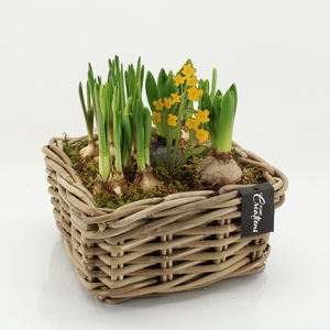 BLCR-2621 Bulbs creations