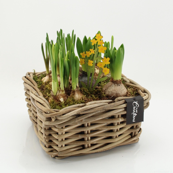 <h4>BLCR-2621 Bulbs creations</h4>