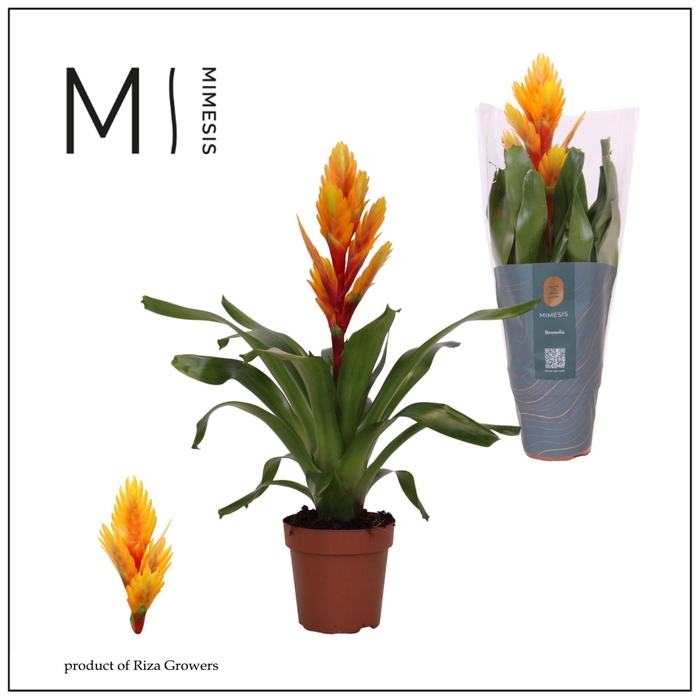 <h4>Vriesea Intenso Flame</h4>