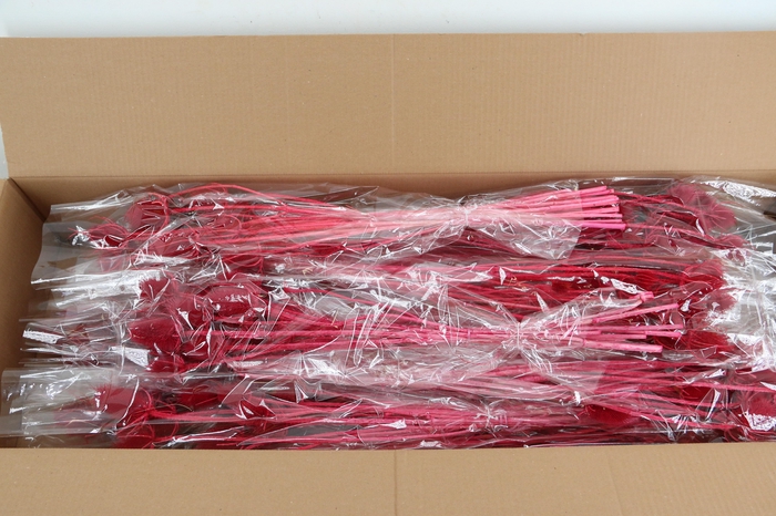 DF Dipsacus Cerise Bs 130g