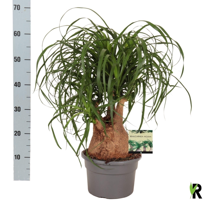 <h4>BEAUCARNEA RECUR</h4>