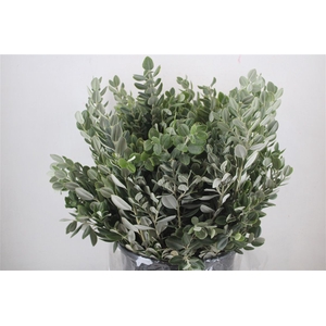 Pittosp Ralphi Leaves 400gr P Bunch