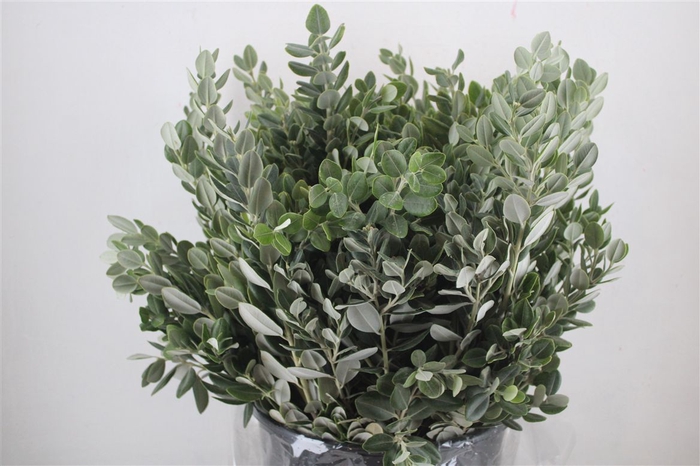 <h4>Pittosp Ralphi Leaves 400gr P Bunch</h4>