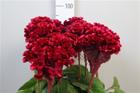 <h4>Cel C Turbo Scarlet</h4>