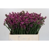 Limonium sinuatum Rosa Sun Birds