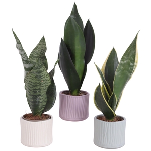 Sansevieria mix Ø09cm in Ø10cm Ceramic SE570