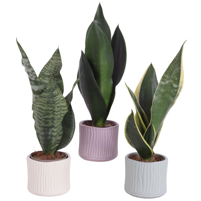 <h4>Sansevieria mix Ø09cm in Ø10cm Ceramic SE570</h4>