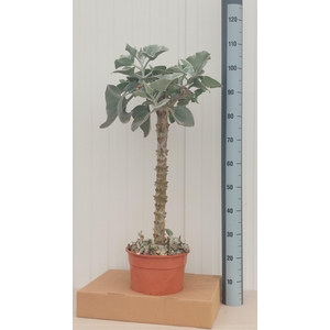 KALANCHOE BEHARENSIS