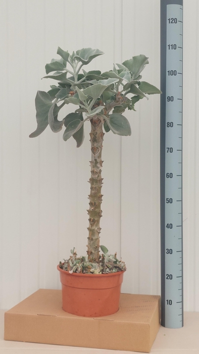 <h4>KALANCHOE BEHARENSIS</h4>
