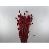 Dried Phalaris Red Bunch