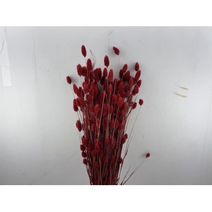 Dried Phalaris Red Bunch