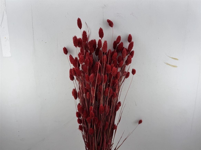 Dried Phalaris Red Bunch