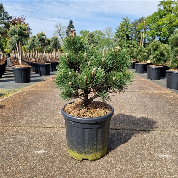 <h4>Pinus leucodermis 'Zwerg Schneverdingen'</h4>