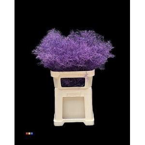Limonium Purple