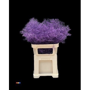 Limonium Purple