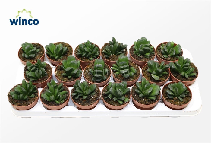 <h4>Haworthia Maughanii X Truncata</h4>