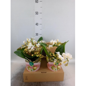 Phalaenopsis   ...white