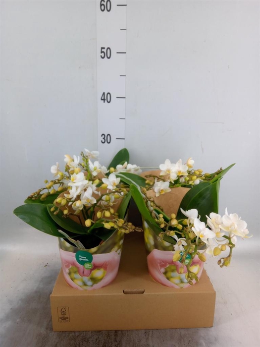 <h4>Phalaenopsis ...white</h4>